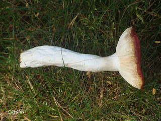 Russula paludosa DSC64563