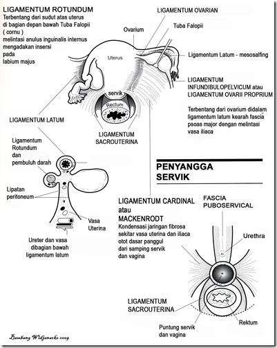 Penyangga Uterus