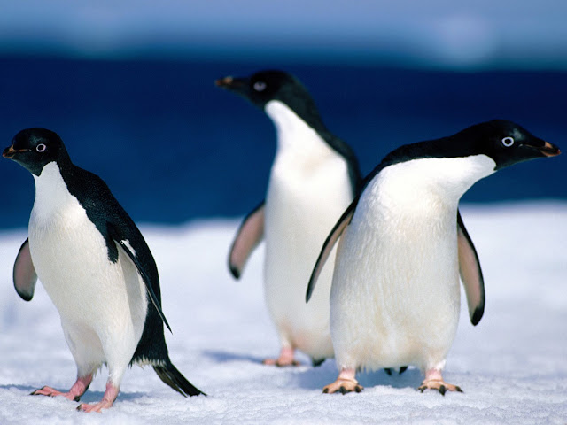 Penguins Animal wallpaper