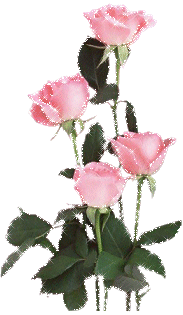 rosa060