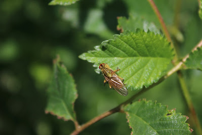 Strontvlieg - Strontmich - Scathophaga stercoraria