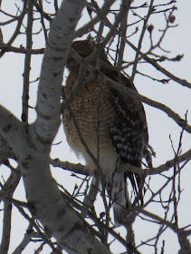 red shouldered hawk