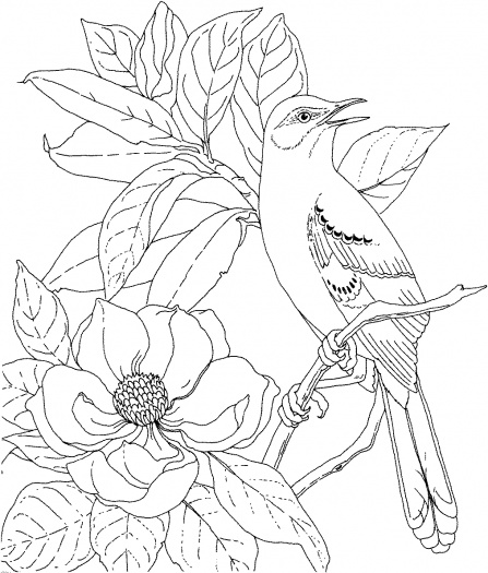 Download Kids Page: Birds Coloring Pages | Printable Birds Coloring Picture Worksheets