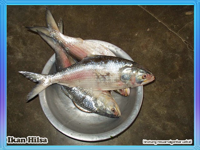  Gambar  Ikan  Lengkap Kumpulan Gambar  Lengkap