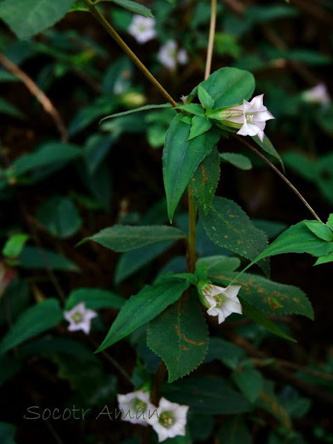 Tripterospermum japonicum