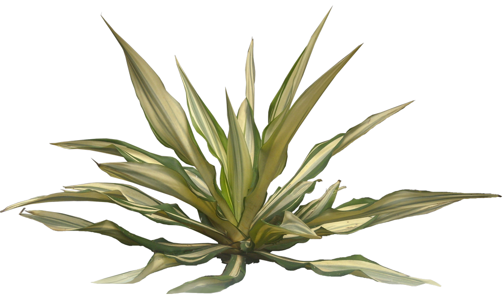 Tropical Plant Pictures: Furcrarea