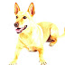 Carolina Dog - Free Dogs In South Carolina