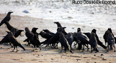 मुर्ख कौवों की कहानी (The Story of Fool Crows)