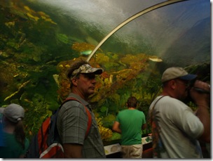 Through the Shark tunnel.