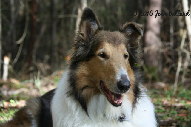 Rajah the dog looking happy on a walk in the woods