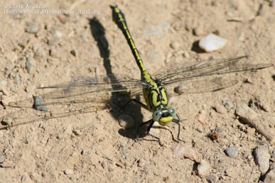 http://www.biodiversidadvirtual.org/insectarium/Gomphus-simillimus-img595009.html