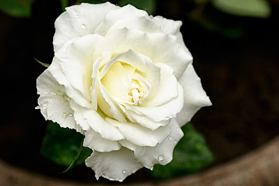 Backgrounds white roses wallpaper