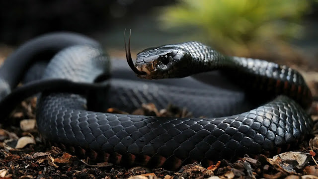 Black Snakes