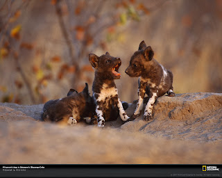 wild dogs photography, african wild dogs in jungle