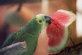 parrot - Jerusalem Biblical Zoo