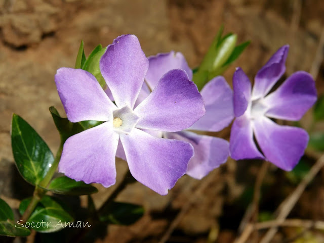 Vinca major