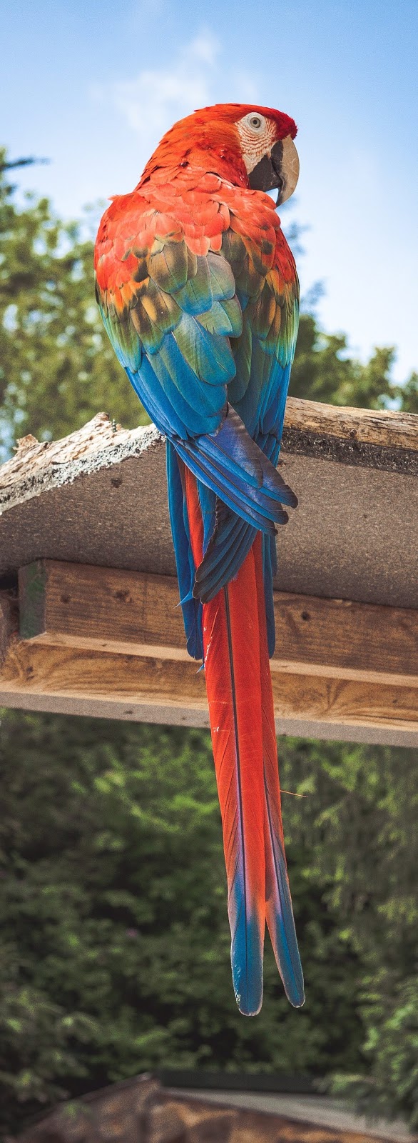 Picture of a beautiful macaw.