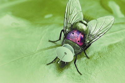 Insect Drones