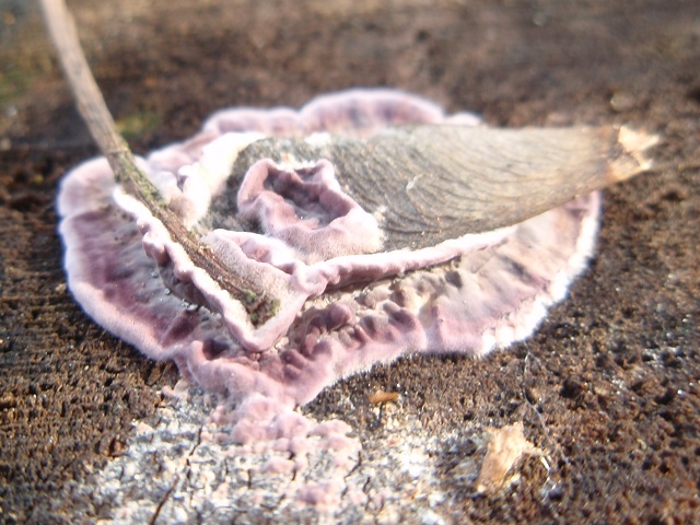 Chondrostereum purpureum