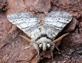 Lunar Marbled Brown, Drymonia ruficornis.  In my garden light trap in Hayes on 11 April 2016.