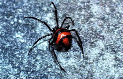 Latrodectus mactans y Latrodectus curacaviensis viuda negra argentina