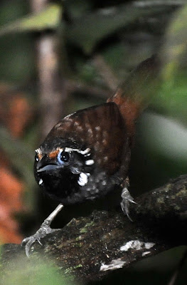 White-necked Babbler (Stachyris leucotis)