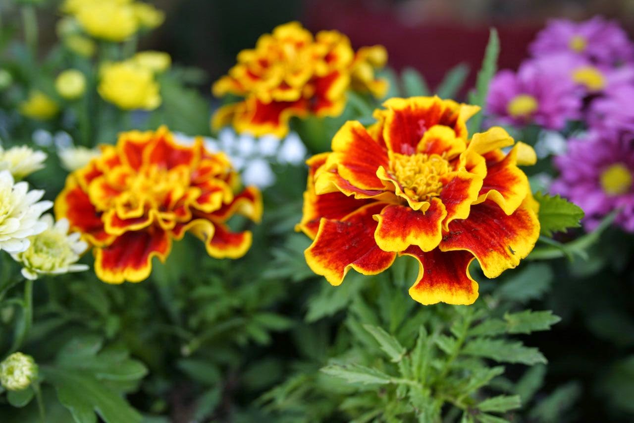Keindahan dan Kegunaan Tanaman Hias Bunga Marigold  Alam 