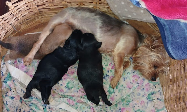 Mommy Yorkie feeding 3 puppies