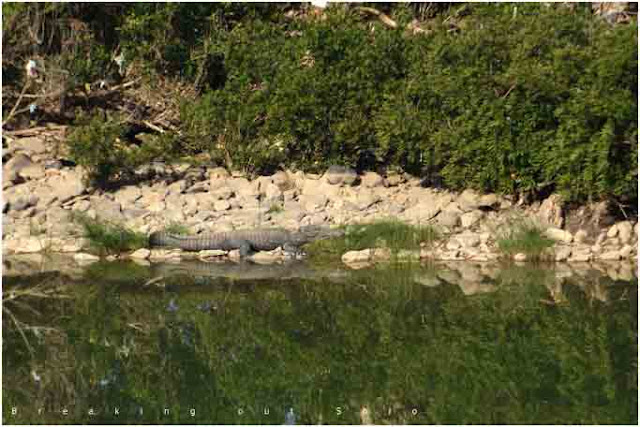 Panna reserve forest