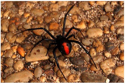 spider bite blister pictures. The Redback Spider