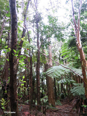 forest, Hawaii Tea, Volcano, Hawaii