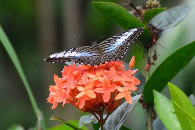 Parthenos sylvia