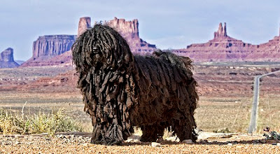 Strangest Dog Breeds Ever Seen On lolpicturegallery.blogspot.com