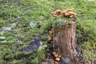 Pic of honey fungus on a rotting tree stump