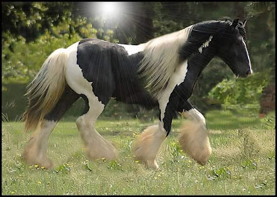 world's beautiful horses