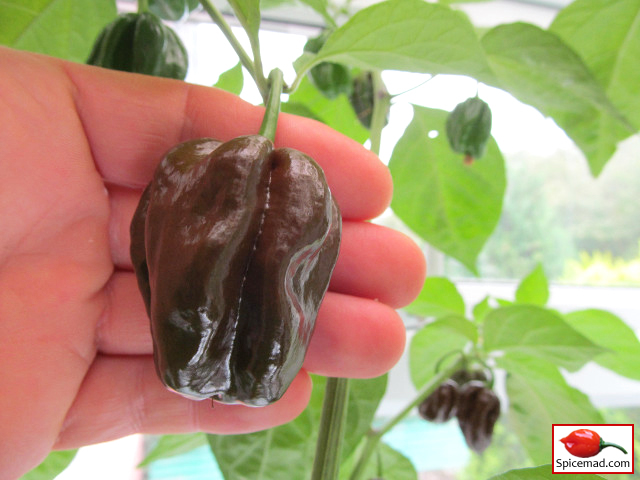 Chocolate Habanero - 5th October 2019