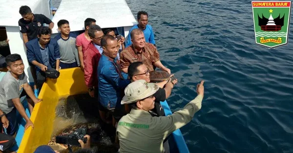 Lepas Penyu di Teluk Bungus, Wagub Nasrul Abit Minta Masyarakat Melindungi