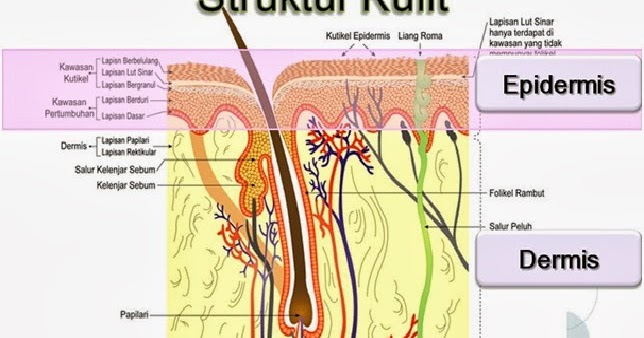 Lapisan Kulit Yang Berperan Dalam Membentuk Sel Sel Baru - Seputar Bentuk