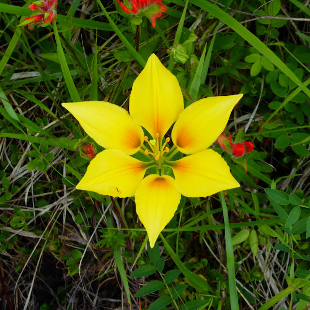 Лилия филадельфийская (Lilium philadelphicum)