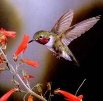 clip_image002