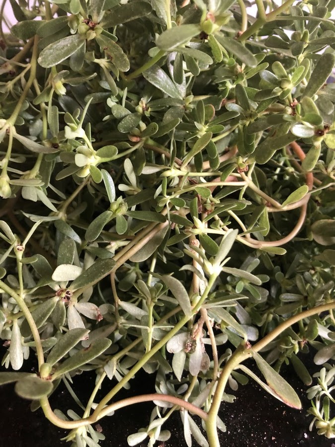 Whether you are looking to strengthen your heart health, strengthen your immune system, or just add some extra variety to your meals, come along as we explore the wonders of purslane and learn delicious ways to enjoy its benefits..