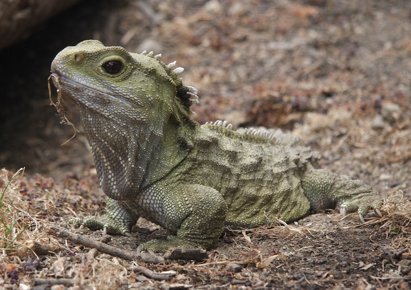 Pengertian Dan Contoh Hewan  Reptil  Nama  Gambar Binatang  A Z