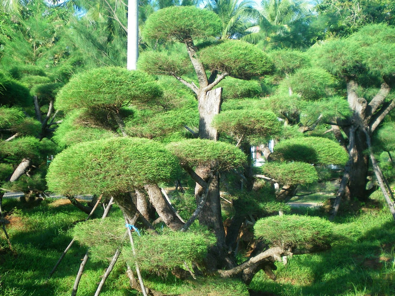 Palm Merah Cemara Udang Taman Cikas Flora Nada Group Taman