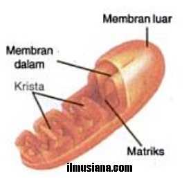  Sel membutuhkan energi dalam menjalankan seluruh aktivitasnya Mitokondria Sel dan Fungsi Mitokondria