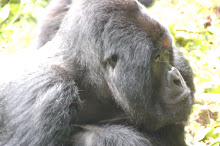 Mt. Gorilla in DRC