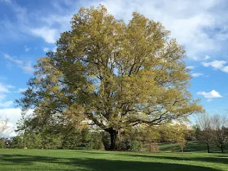 White Oak tree is good for birds!