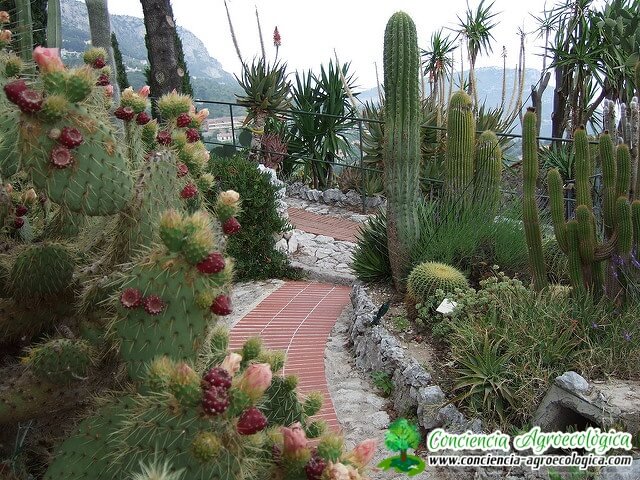 jardín adornado con cactus y otras suculentas