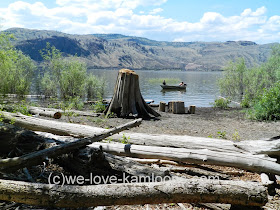 There are several old logs and stumps nearby