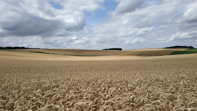 Blé doré ciel nuageux