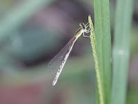 Damselfly